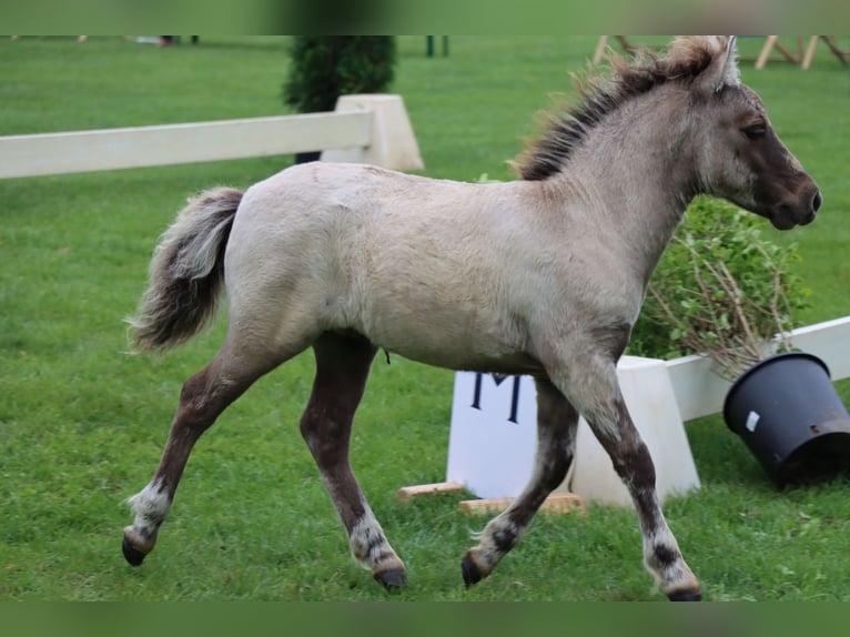 Shetland Ponys Hengst Fohlen (04/2026) 102 cm Falbe in Lenzerwische