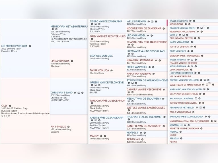 Shetland Ponys Hengst Fohlen (04/2026) 103 cm Palomino in Grimmen