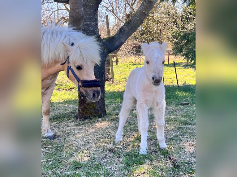 Shetland Ponys Hengst Fohlen (04/2026) 103 cm Palomino in Grimmen