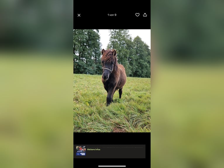 Shetland Ponys Hengst Fohlen (04/2025) 103 cm Rappe in Westhausen Shetland Ponys Hengst Fohlen (04/2025) 103 cm Rappe in Westhausen
