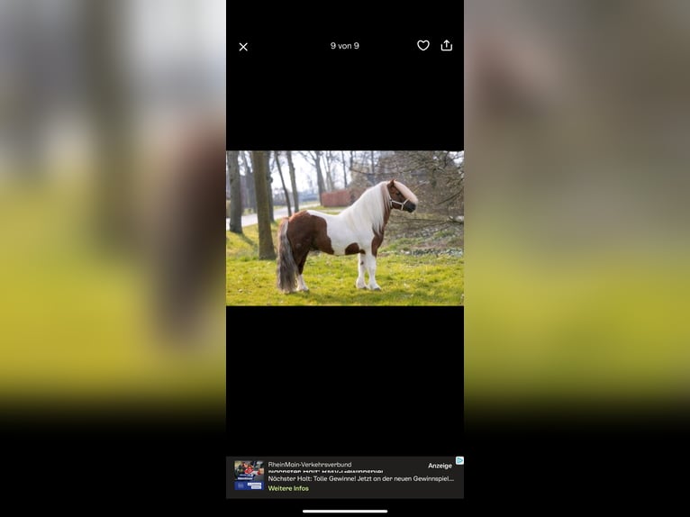 Shetland Ponys Hengst Fohlen (04/2025) 103 cm Rappe in Westhausen Shetland Ponys Hengst Fohlen (04/2025) 103 cm Rappe in Westhausen