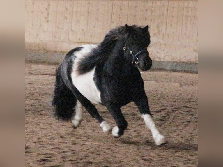 Shetland Ponys Hengst  103 cm Rappe in Hille