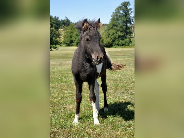 Shetland Ponys Hengst Fohlen (05/2025) 103 cm Schecke in Eckersdorf