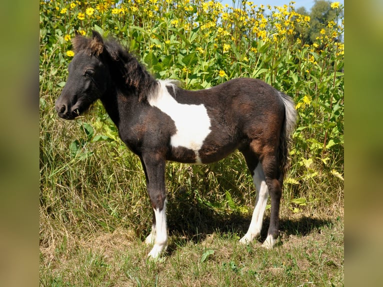Shetland Ponys Hengst Fohlen (05/2025) 103 cm Schecke in Eckersdorf