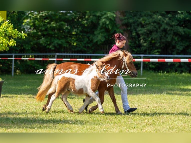 Shetland Ponys Hengst Fohlen (04/2025) 103 cm Schecke in Meerane