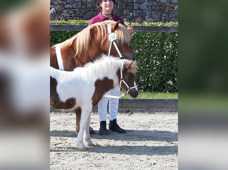 Shetland Ponys Hengst Fohlen (04/2025) 103 cm Schecke in Meerane