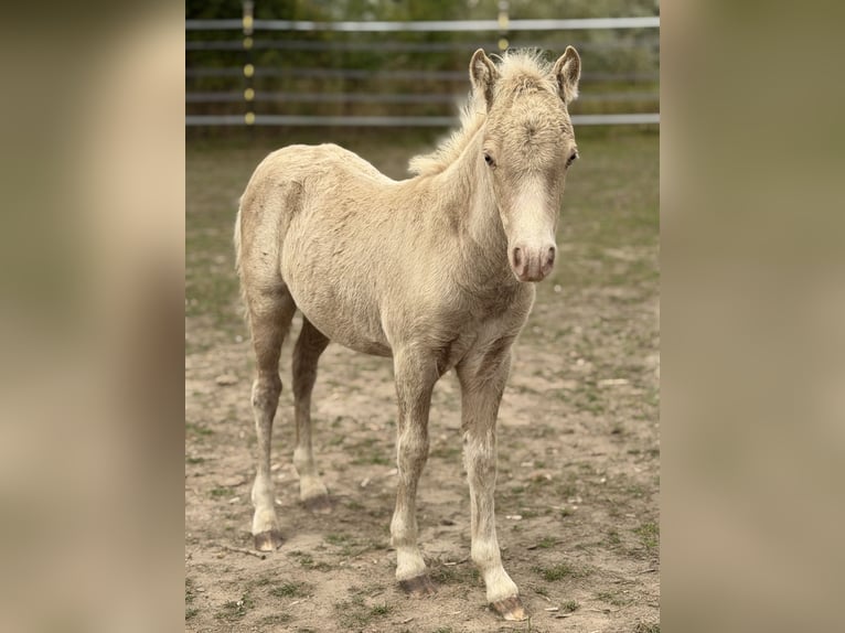 Shetland Ponys Hengst Fohlen (05/2026) 104 cm Champagne in Groß Molzahn