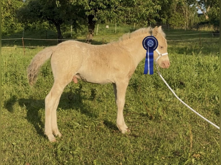 Shetland Ponys Hengst Fohlen (05/2026) 104 cm Champagne in Groß Molzahn