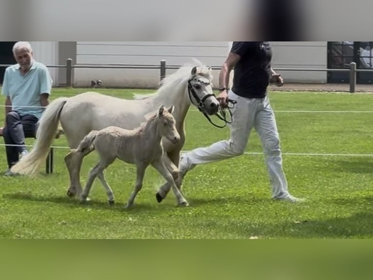 Shetland Ponys Hengst Fohlen (05/2026) 104 cm Champagne in Groß Molzahn