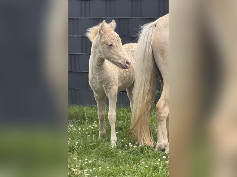 Shetland Ponys Hengst Fohlen (05/2026) 104 cm Champagne in Groß Molzahn