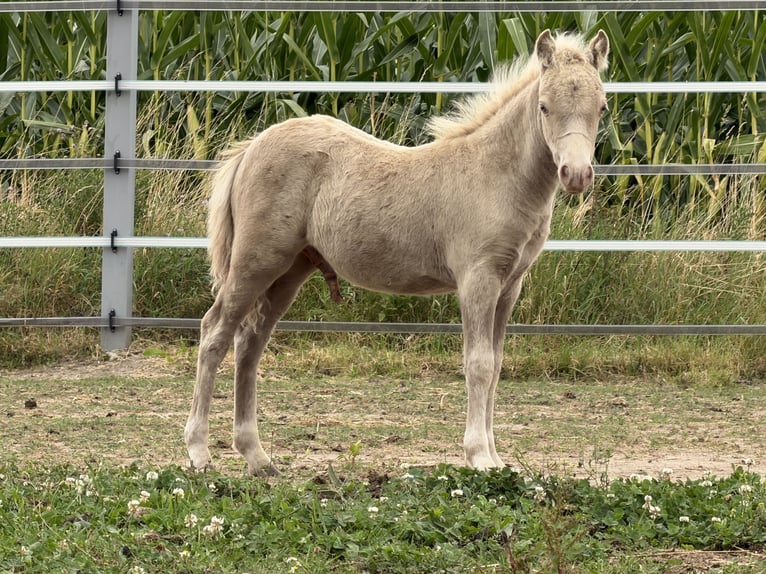 Shetland Ponys Hengst Fohlen (05/2026) 104 cm Champagne in Groß Molzahn