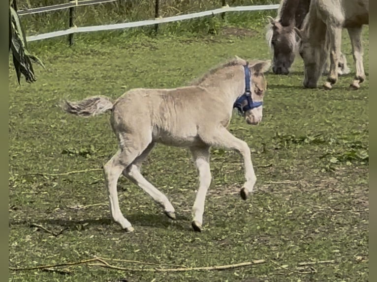 Shetland Ponys Hengst Fohlen (05/2026) 104 cm Champagne in Groß Molzahn