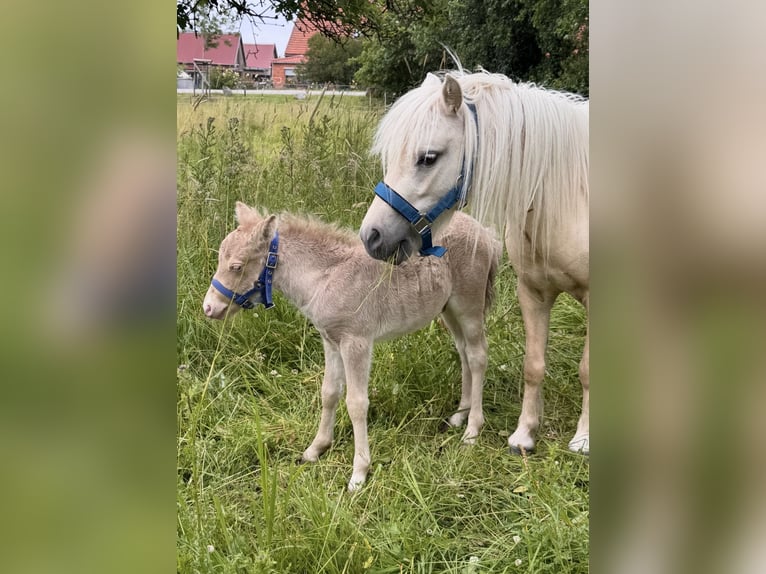 Shetland Ponys Hengst Fohlen (05/2026) 104 cm Champagne in Groß Molzahn