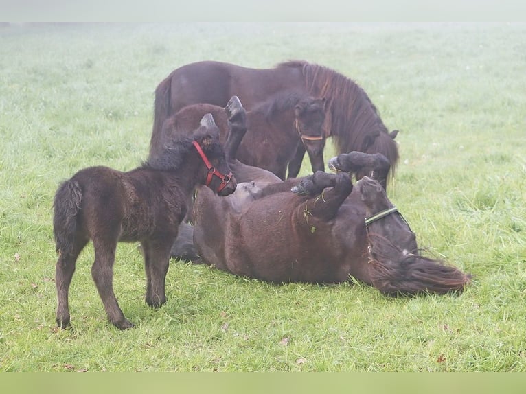 Shetland Ponys Hengst Fohlen (04/2026) 104 cm Rappe in Hille