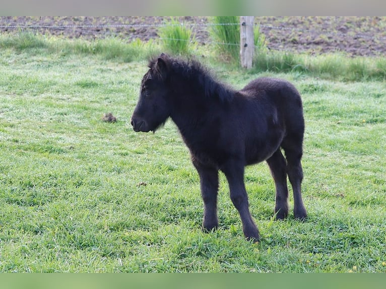 Shetland Ponys Hengst Fohlen (03/2026) 104 cm Rappe in Hille