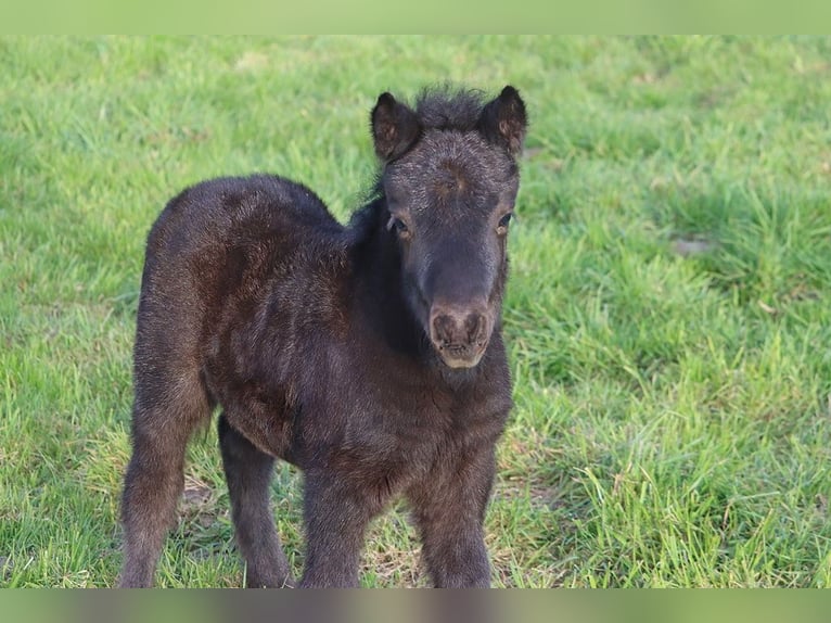 Shetland Ponys Hengst Fohlen (03/2026) 104 cm Rappe in Hille