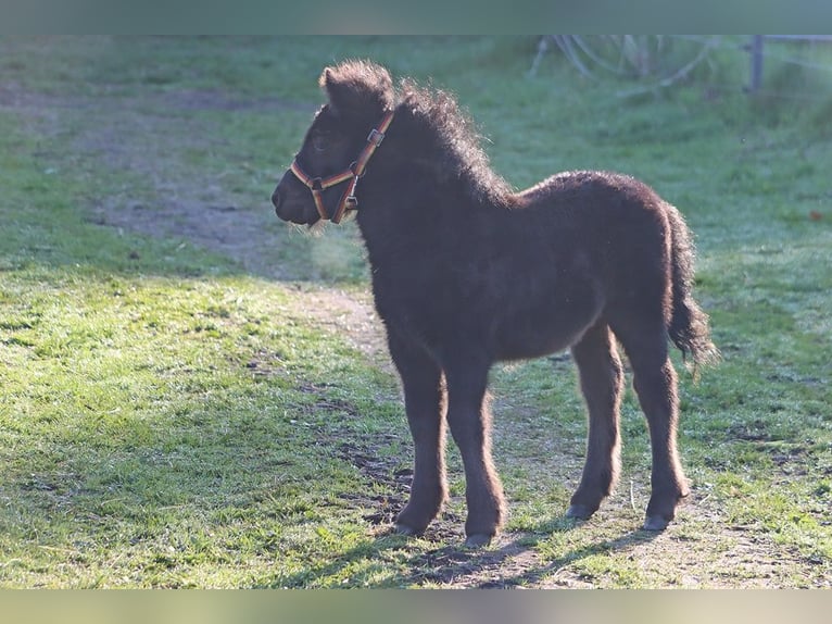 Shetland Ponys Hengst Fohlen (03/2026) 104 cm Rappe in Hille