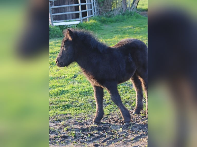Shetland Ponys Hengst Fohlen (03/2026) 104 cm Rappe in Hille