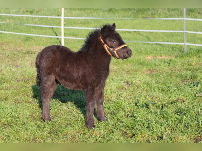 Shetland Ponys Hengst Fohlen (03/2026) 104 cm Rappe in Hille
