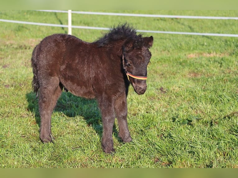 Shetland Ponys Hengst Fohlen (03/2026) 104 cm Rappe in Hille