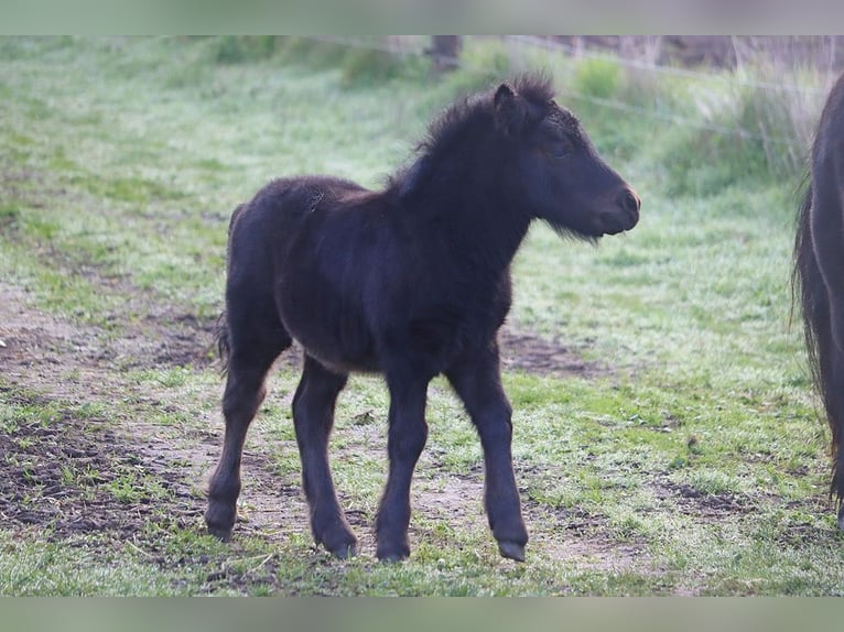 Shetland Ponys Hengst Fohlen (03/2026) 104 cm Rappe in Hille