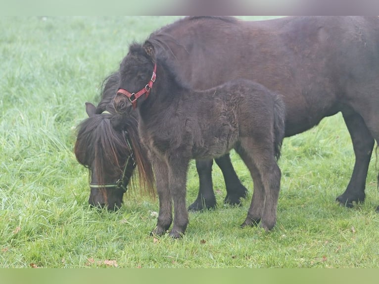 Shetland Ponys Hengst Fohlen (04/2026) 104 cm Rappe in Hille