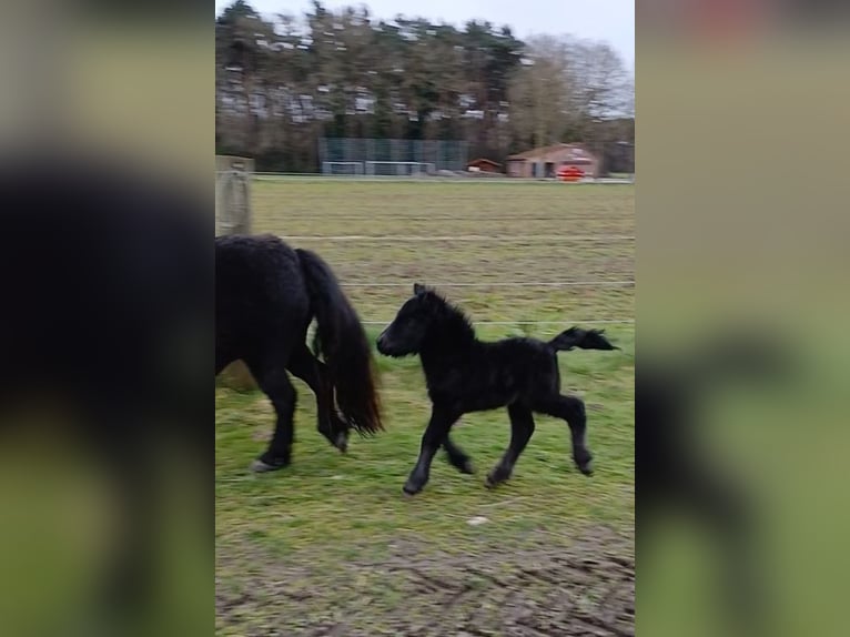 Shetland Ponys Hengst Fohlen (03/2026) 104 cm Rappe in Hille
