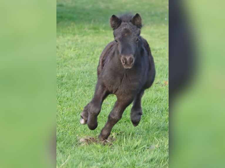 Shetland Ponys Hengst Fohlen (03/2026) 104 cm Rappe in Hille
