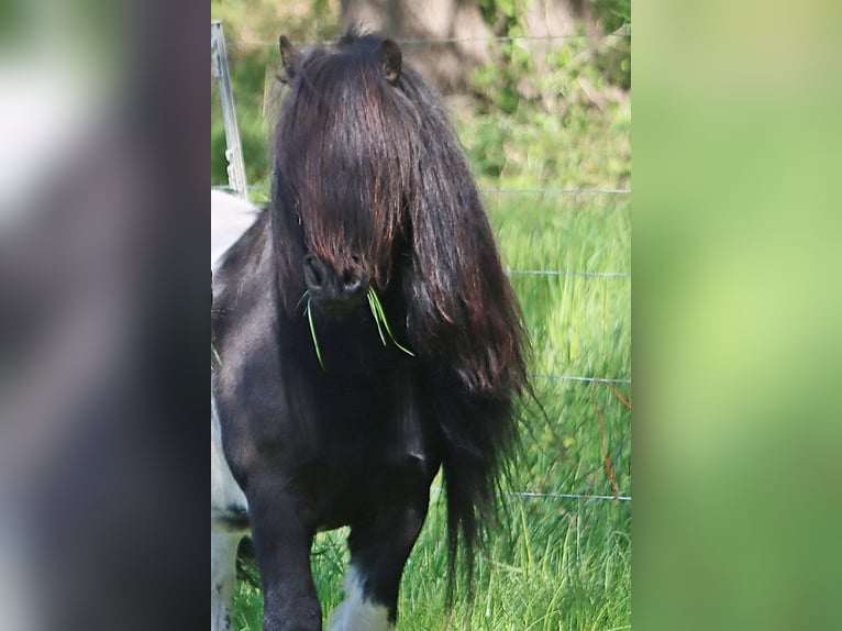 Shetland Ponys Hengst Fohlen (03/2026) 104 cm Rappe in Hille
