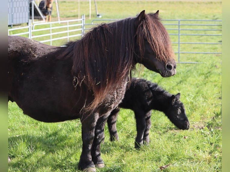 Shetland Ponys Hengst Fohlen (03/2026) 104 cm Rappe in Hille