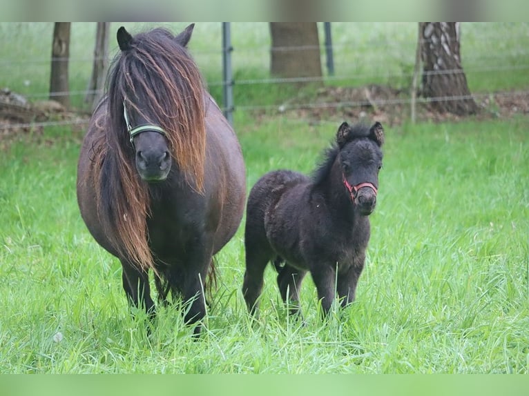 Shetland Ponys Hengst Fohlen (04/2026) 104 cm Rappe in Hille