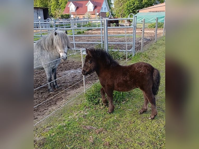 Shetland Ponys Hengst Fohlen (03/2026) 104 cm Rappe in Hille