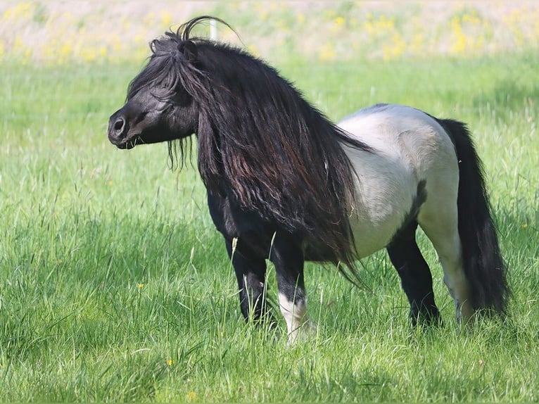Shetland Ponys Hengst Fohlen (03/2026) 104 cm Rappe in Hille