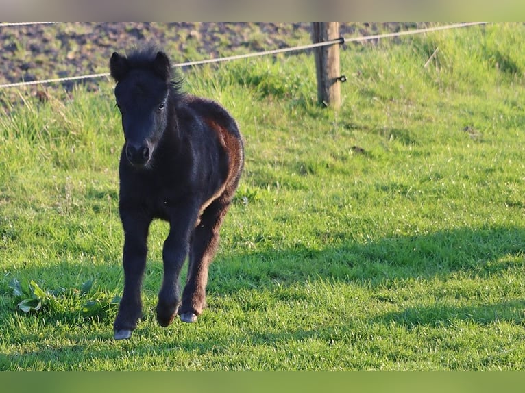 Shetland Ponys Hengst Fohlen (03/2026) 104 cm Rappe in Hille