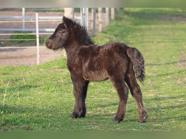 Shetland Ponys Hengst Fohlen (03/2026) 104 cm Rappe in Hille