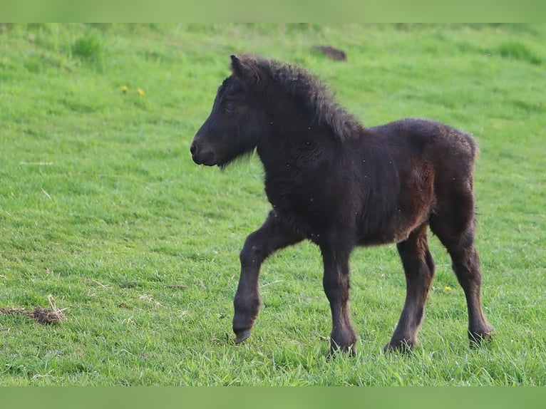 Shetland Ponys Hengst Fohlen (03/2026) 104 cm Rappe in Hille