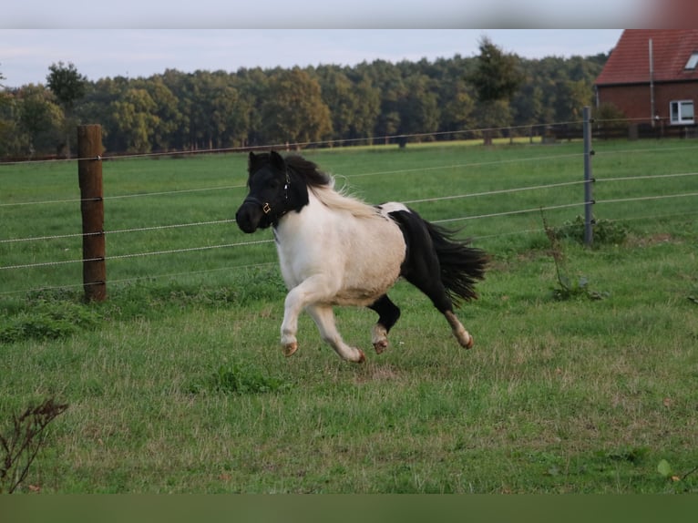 Shetland Ponys Hengst  104 cm Schecke in Hille