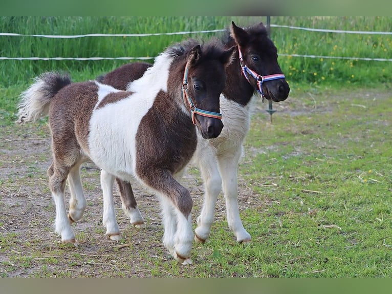 Shetland Ponys Hengst  104 cm Schecke in Hille