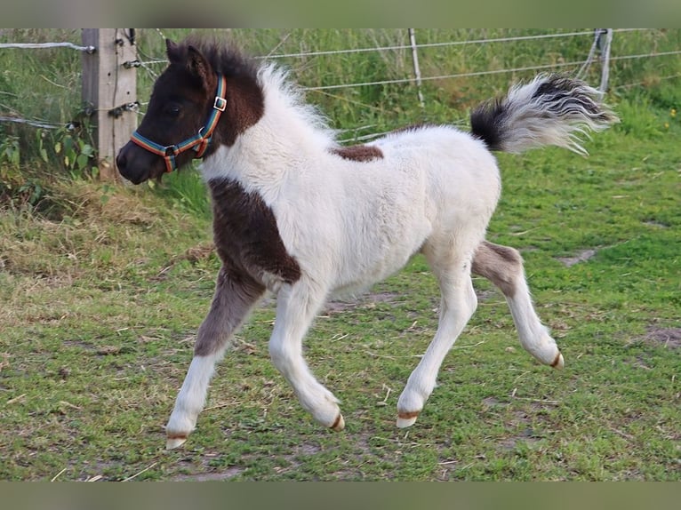 Shetland Ponys Hengst  104 cm Schecke in Hille
