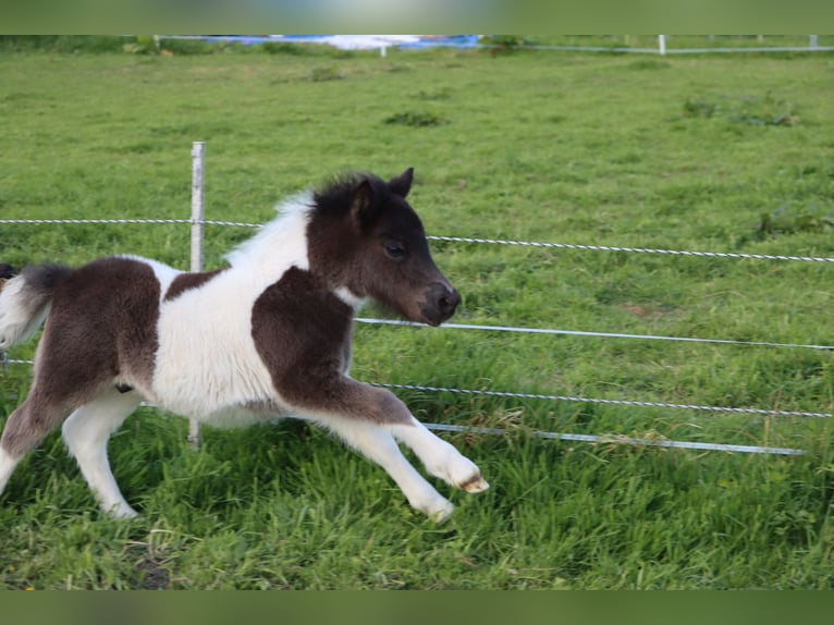 Shetland Ponys Hengst  104 cm Schecke in Hille