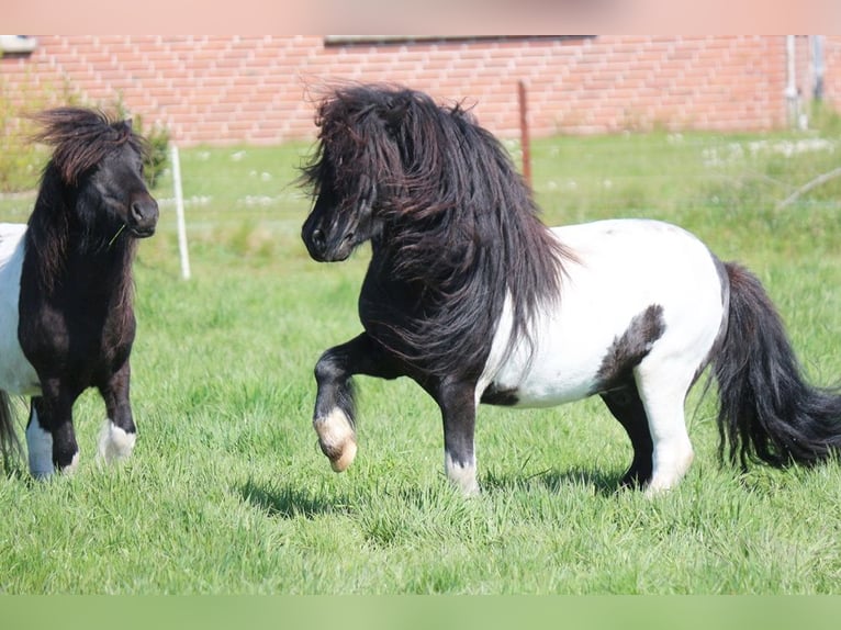 Shetland Ponys Hengst  104 cm Schecke in Hille