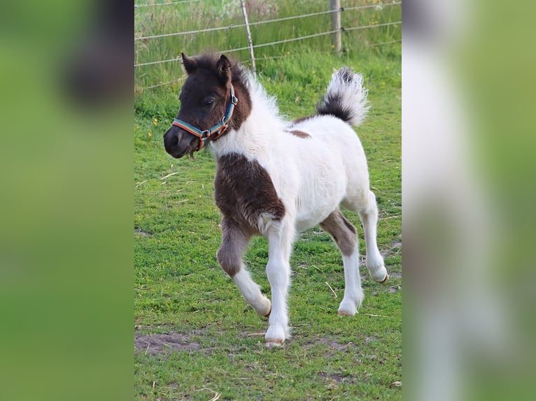 Shetland Ponys Hengst  104 cm Schecke in Hille