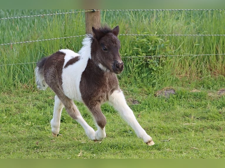 Shetland Ponys Hengst  104 cm Schecke in Hille