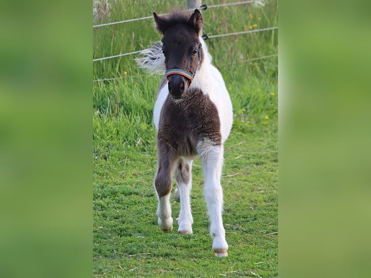 Shetland Ponys Hengst  104 cm Schecke in Hille