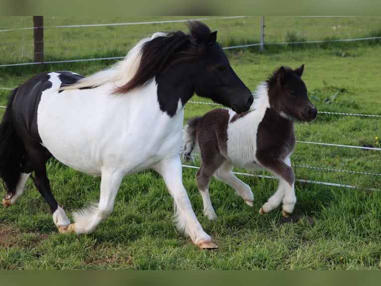 Shetland Ponys Hengst  104 cm Schecke in Hille