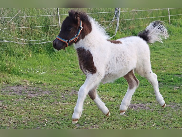 Shetland Ponys Hengst  104 cm Schecke in Hille