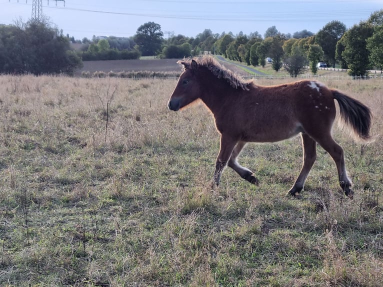 Shetland Ponys Hengst Fohlen (04/2024) 105 cm Tigerschecke in Behringen