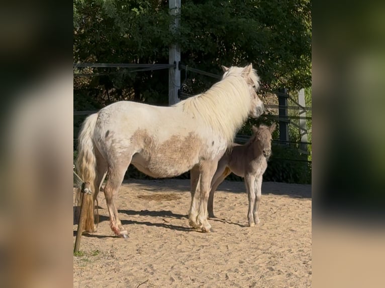 Shetland Ponys Hengst  105 cm Tigerschecke in Groß Molzahn
