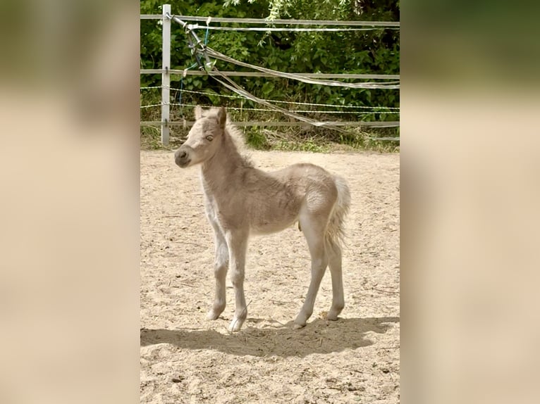 Shetland Ponys Hengst  105 cm Tigerschecke in Gro&#xDF; Molzahn