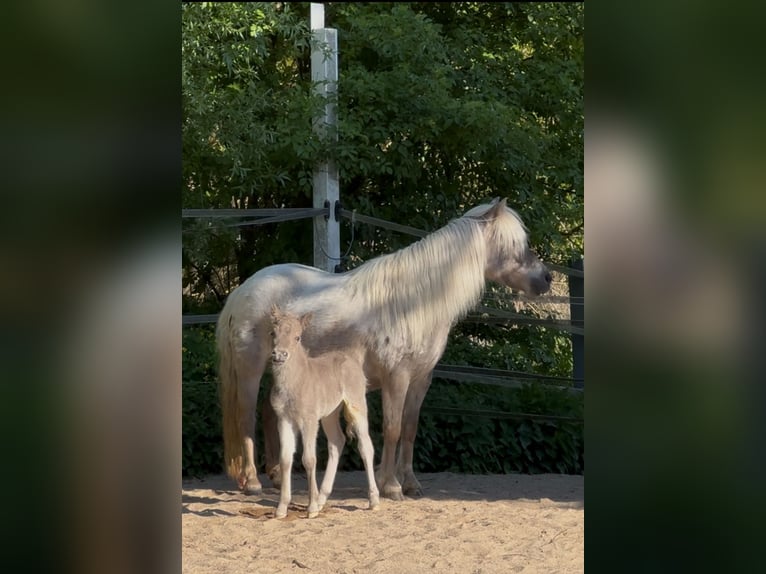 Shetland Ponys Hengst  105 cm Tigerschecke in Groß Molzahn